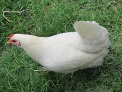 Close-up of the cute and beautiful, white chicken on the green grass