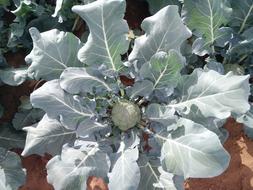 green brocolli plant in the vegetable garden