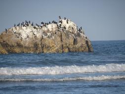 Ocean Sea Bird Birds