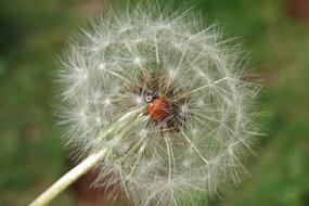 Ladybug Insect on Dandelion