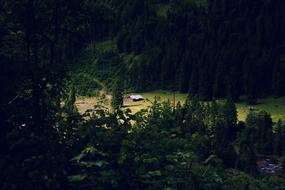 House in Forest Lonely