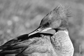 black and white, merganser cleans feathers