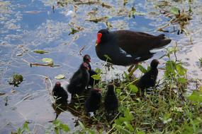 blackbirds by the water