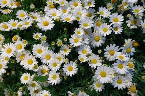 beautiful daisies white gorgeous