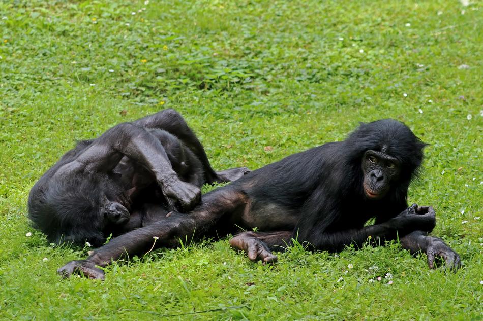 two black primates at the zoo