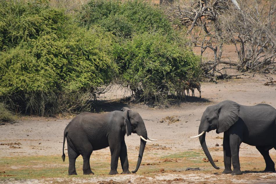 gray elephant on safari