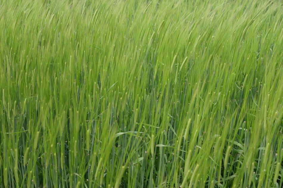 grassy landscape