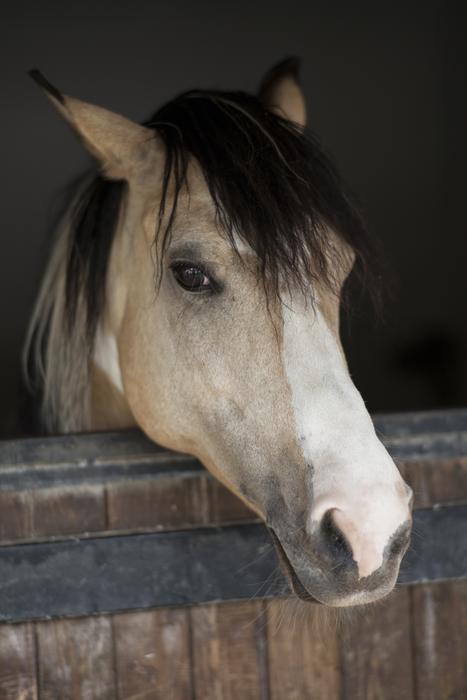 Portrait of the colorful, beautiful and cute horse in the barn