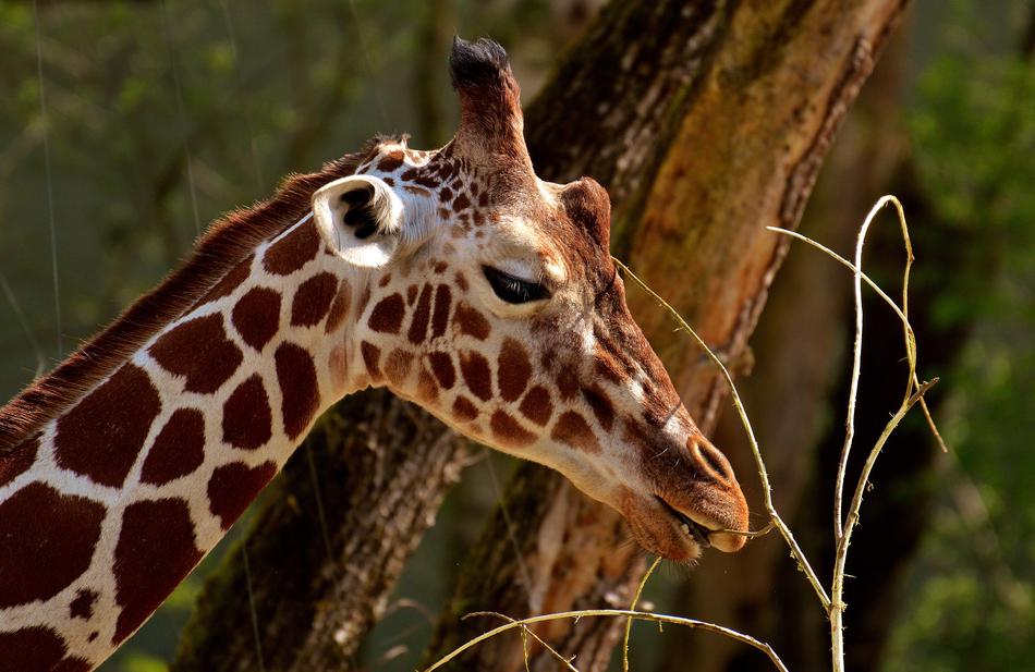 giraffe in safari head