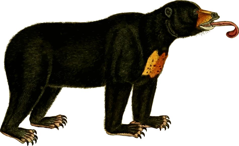 Black and orange bear with tongue out at white background
