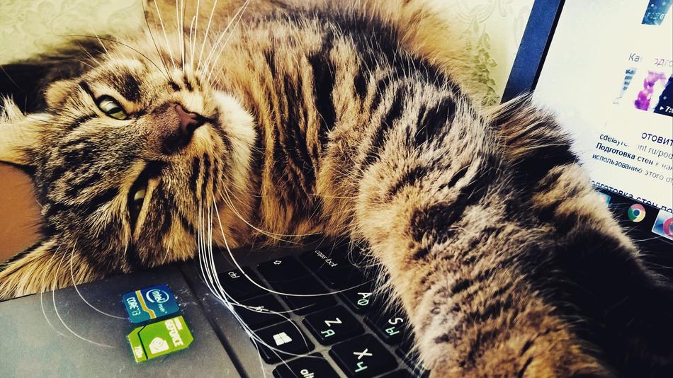 cat on a laptop close-up