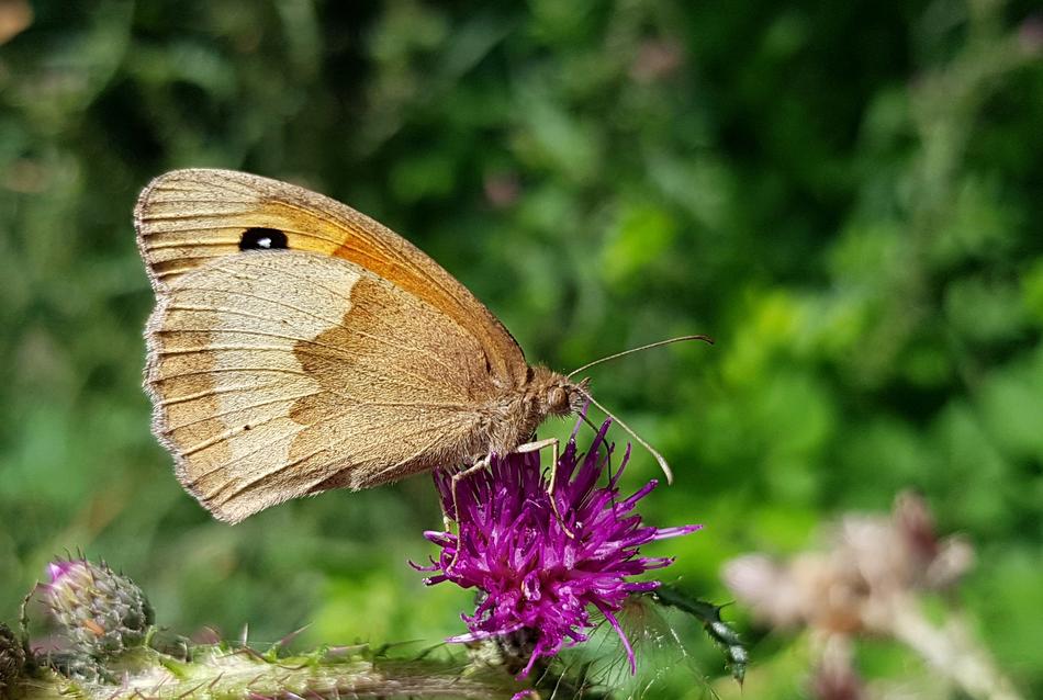 Meadow Brown Butterflie