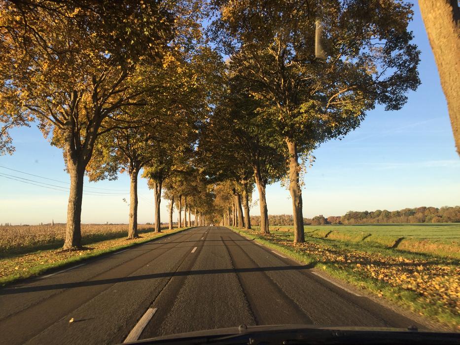 Road Path Tree