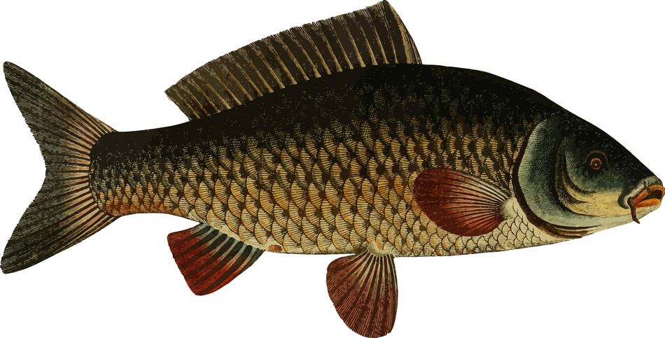 carp fish model