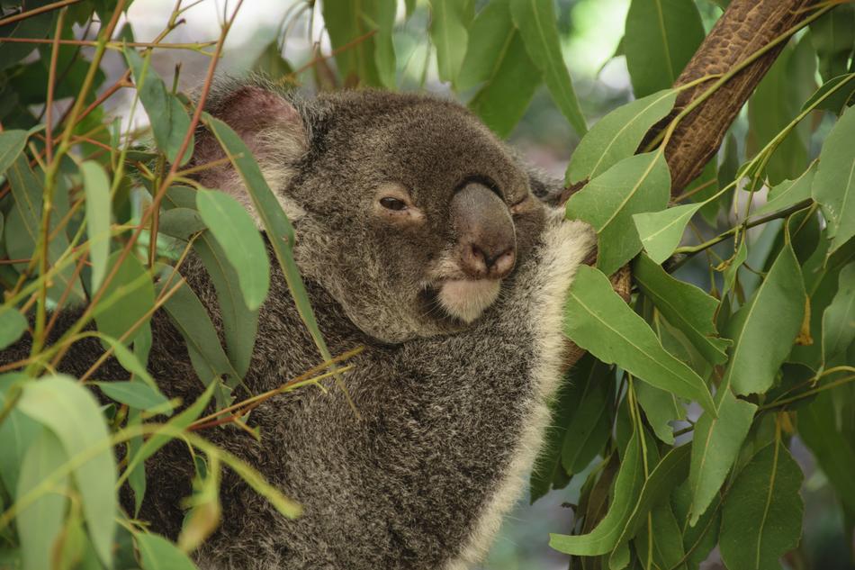 koala in the trees