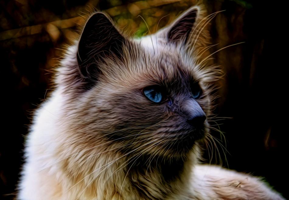 Beautiful, colorful and cute, furry cat, with blue eyes