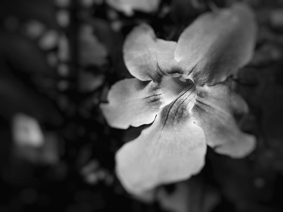 Flower Bw Petals