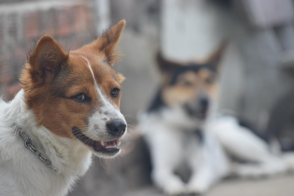 Dogs countryside