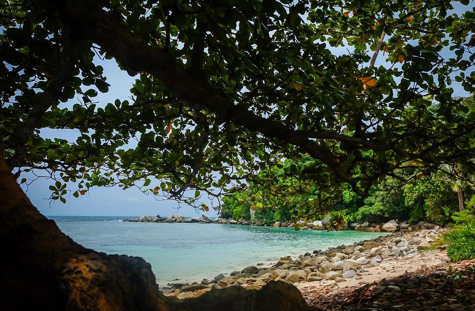 Beach Tree view