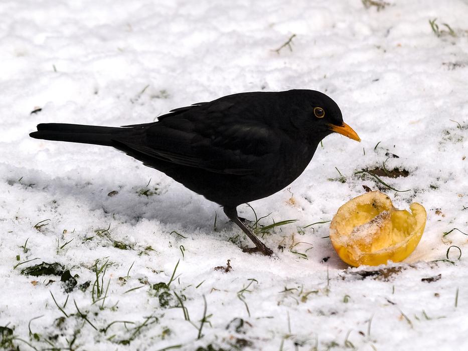 Blackbird Bird snow