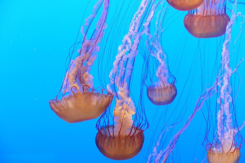 sea jellyfish flock in the ocean