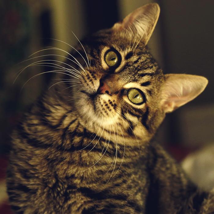 tabby cat on a blurred background