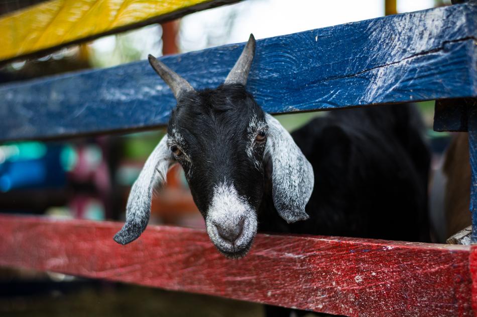 Goat Animal colors fence