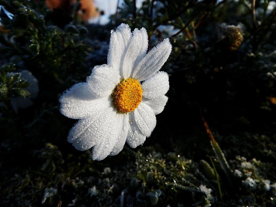Marguerite Frost Ice