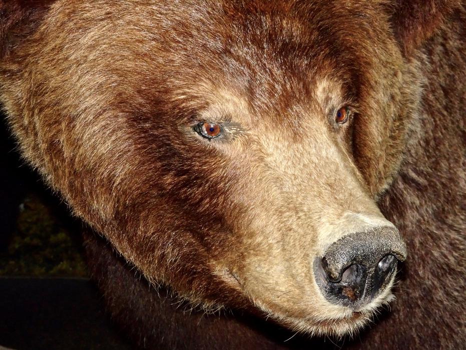 brown grizzly bear face