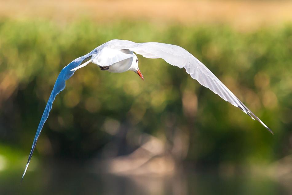 Gull In Flight on blurry green background