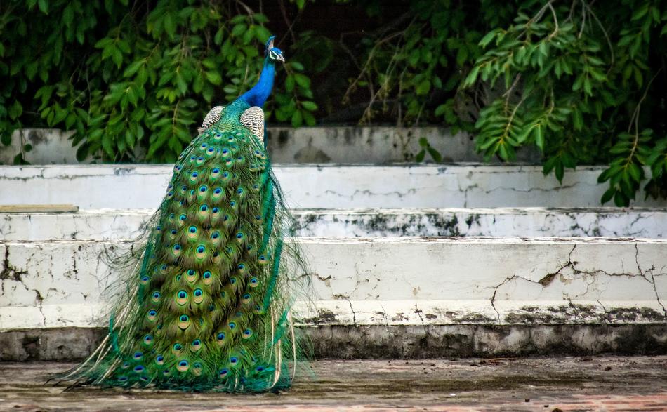 Back view of the colorful, beautiful and cute peacock, on the construction, near the green plants