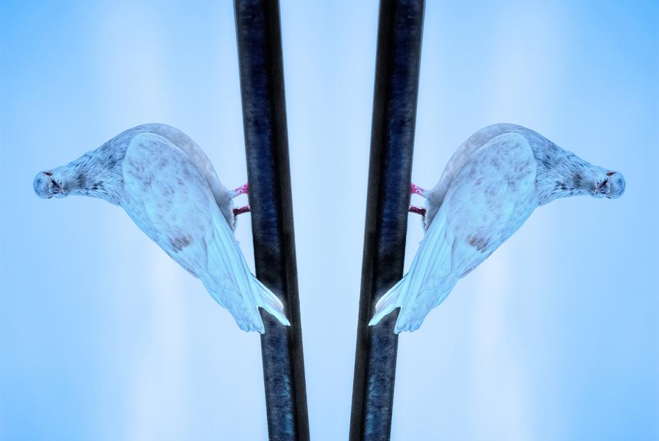 pigeon on bar with Mirror Reflection