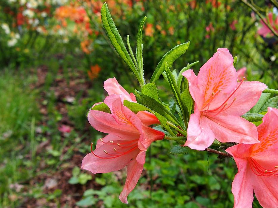 Japanese pink flower in the garden