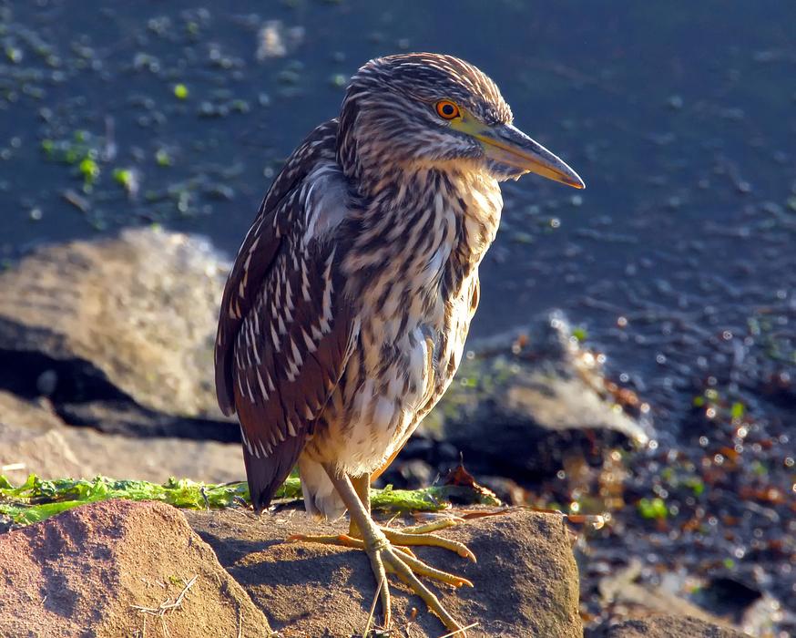 night heron on the rock