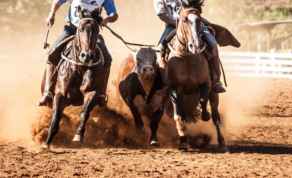 horses cow people