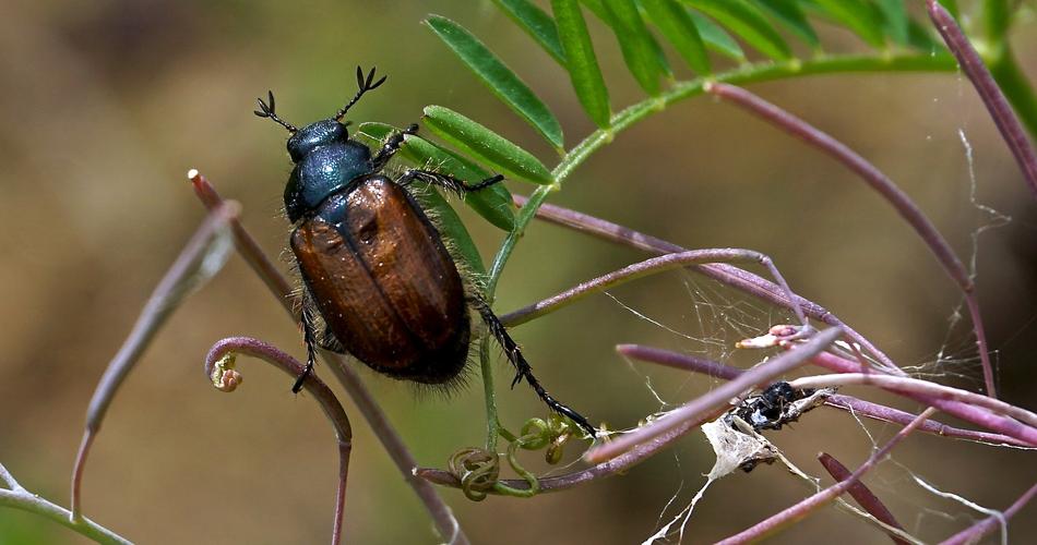 Closeup photo of Insect Beetle at Nature