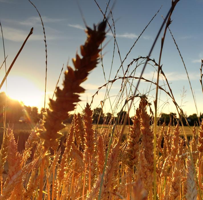 wheat sun field