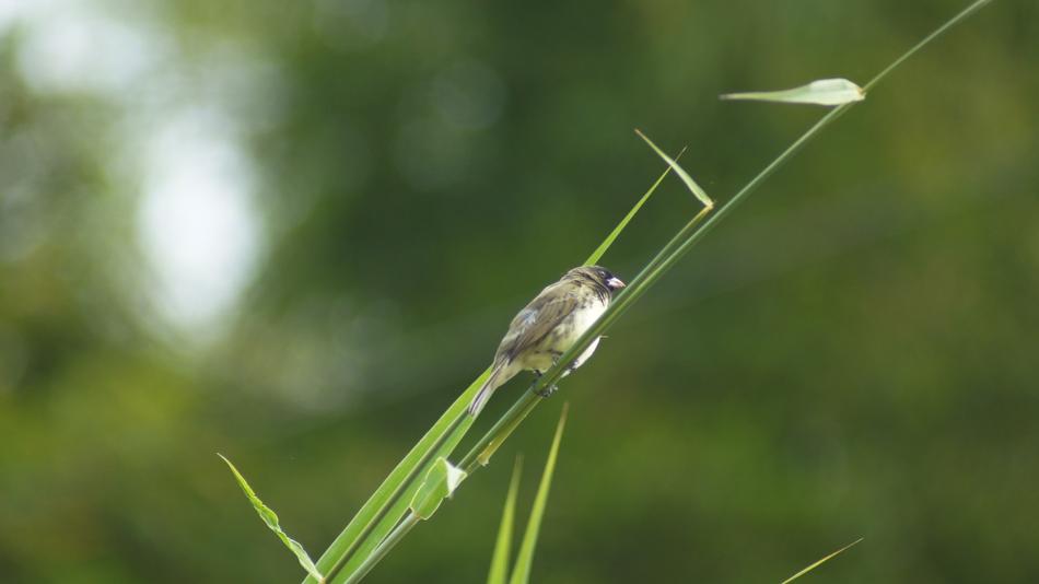 drop green grass