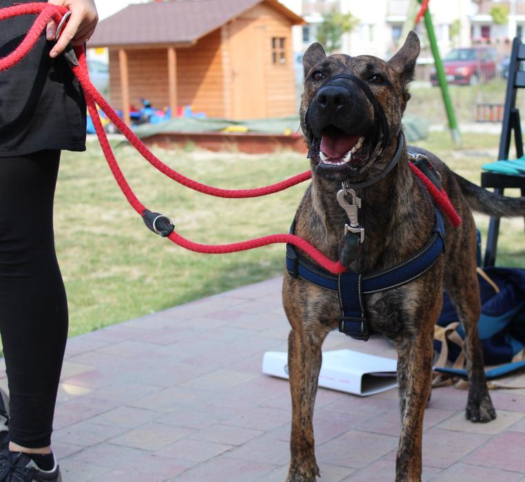 Beautiful, colorful and cute dog on the leash, with the human