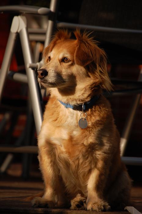 Cute Dog Animals