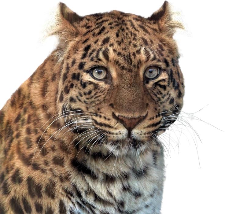 portrait of a panther on a white background