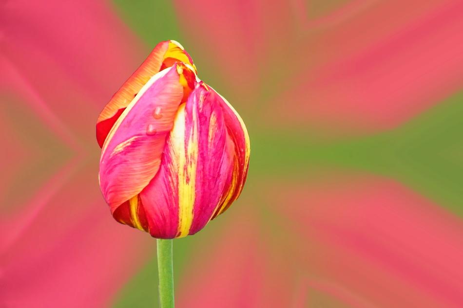 closed tulip bud on a stem