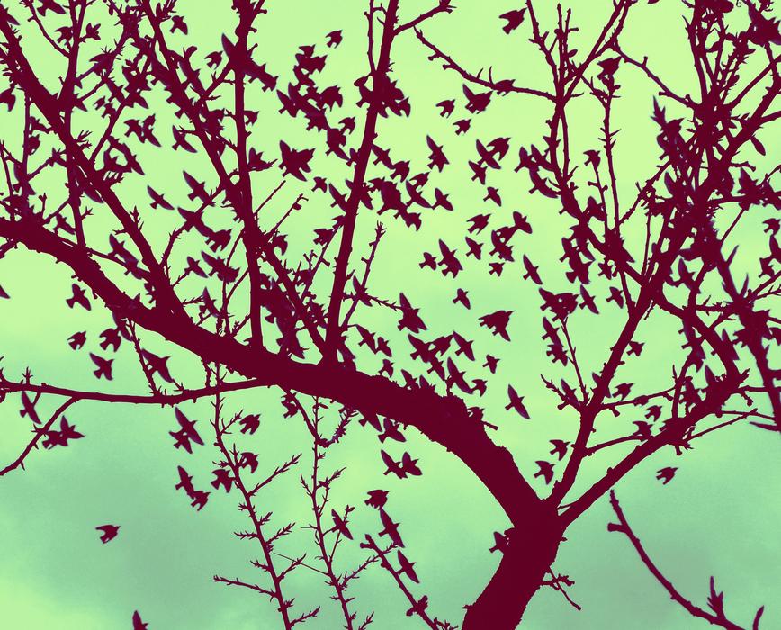 trees with leaves in the fall