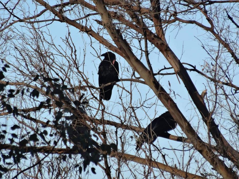 crows on a tree against the sky