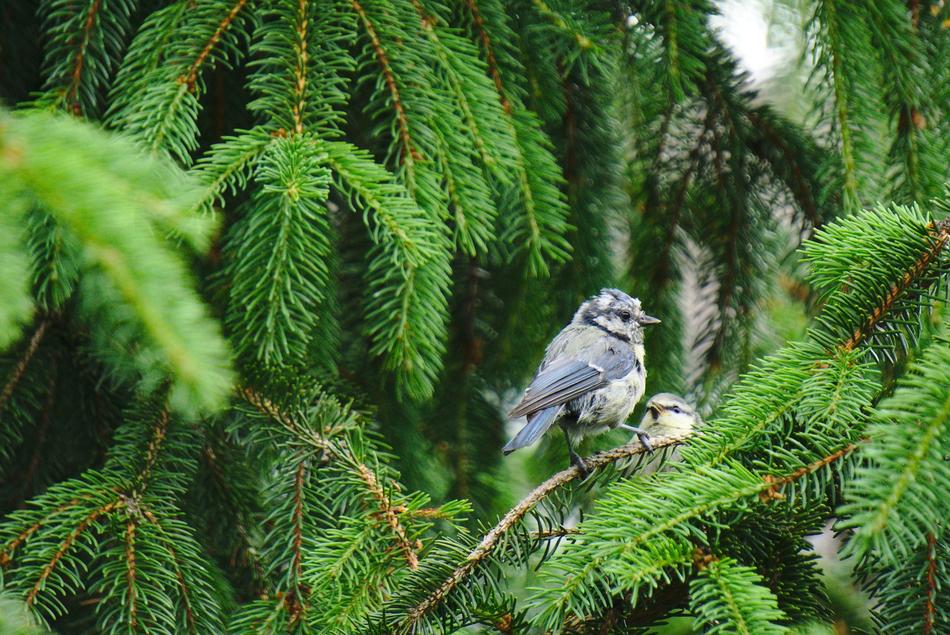 Beautiful and cute blue tit bird, on the beautiful, green fir trees