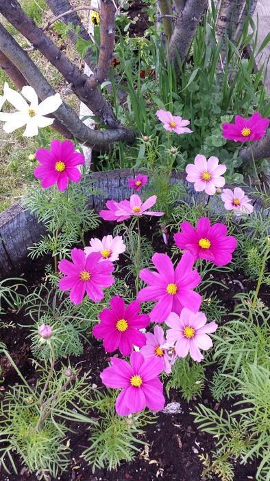 Flowers Pink Spring