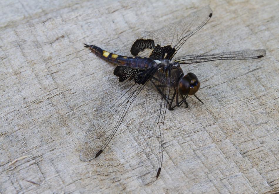 Black Saddlebags Tramea Lacerata insect
