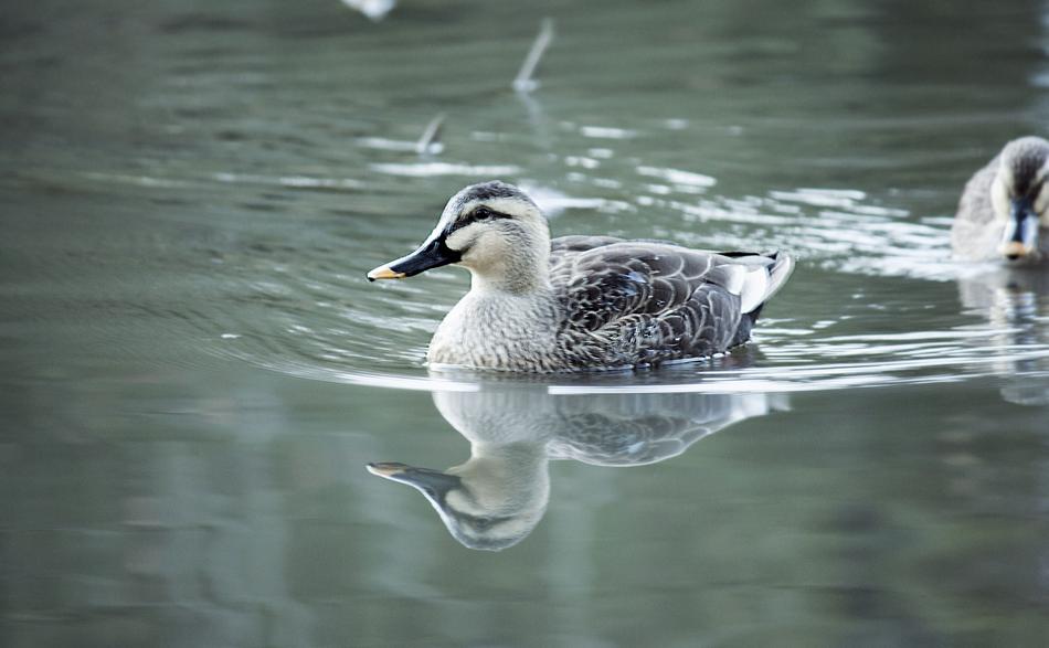 Spot-Billed Duck reflected in the water of the lake