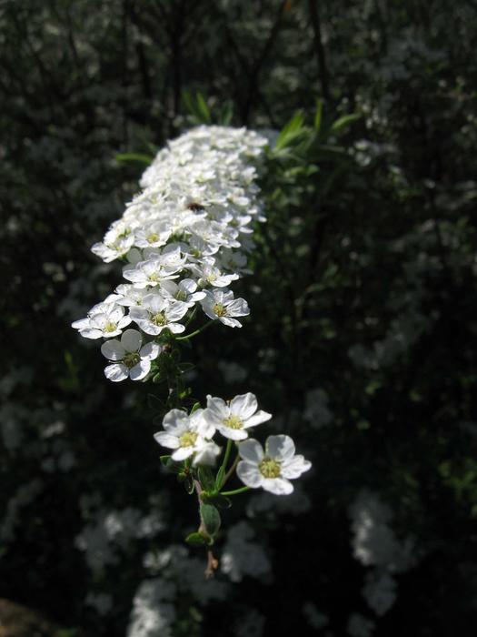 Flowers White Branches