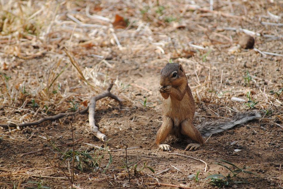 charmingly cute Safari squirrel